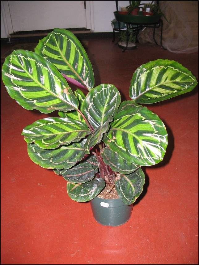 Tropical House Plants Images ~ Plants House Tropical Indoor Plant Care ...